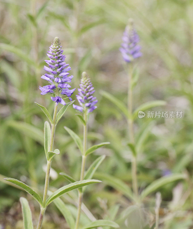 婆婆纳属的植物(Veronica spicata)